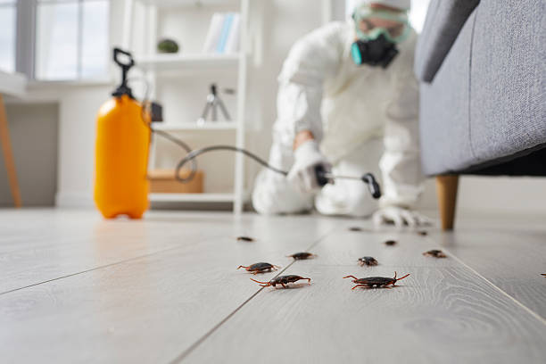 Commercial Kitchen Cockroach Control in Willow Creek